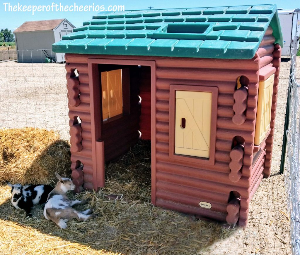 Playhouse Upcycled to Goat Shelter The Keeper of the Cheerios