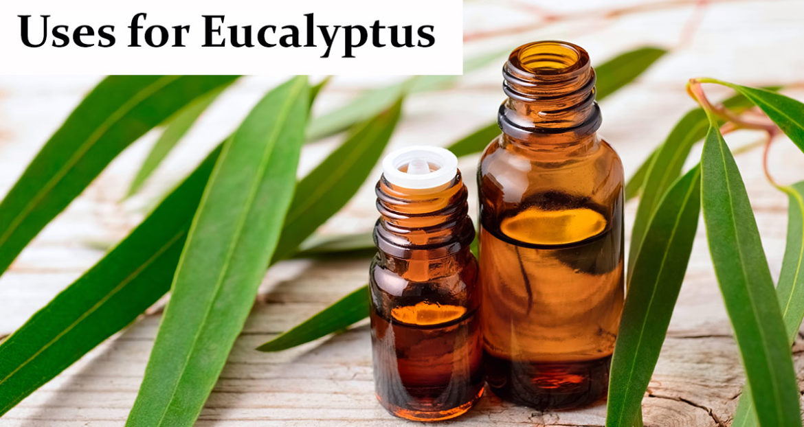 Uses-for-Eucalyptus-fb