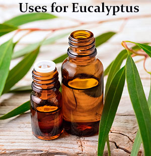 Uses for Eucalyptus smm