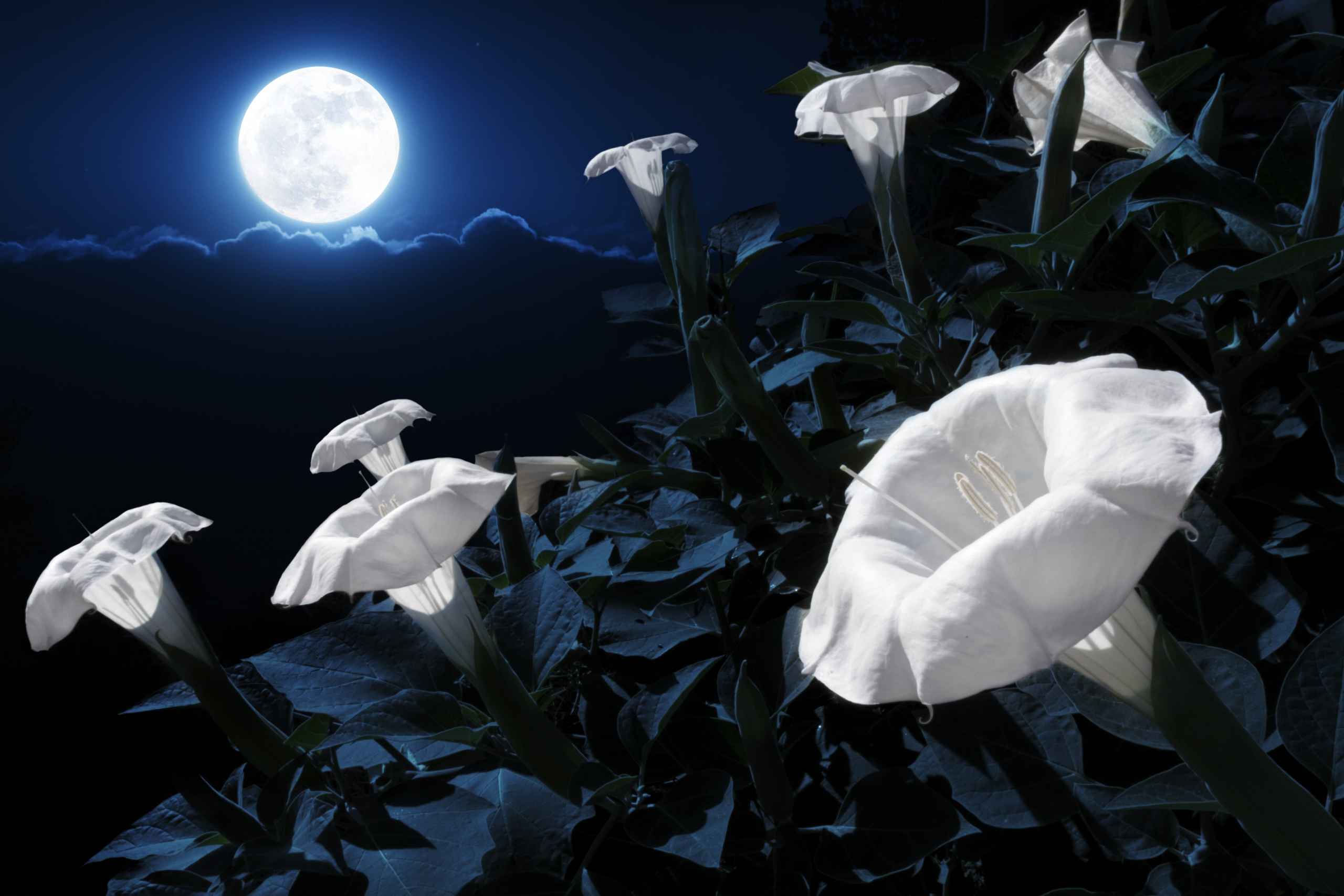 moon-flower