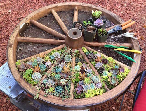 wagon-wheele-succulant-garden