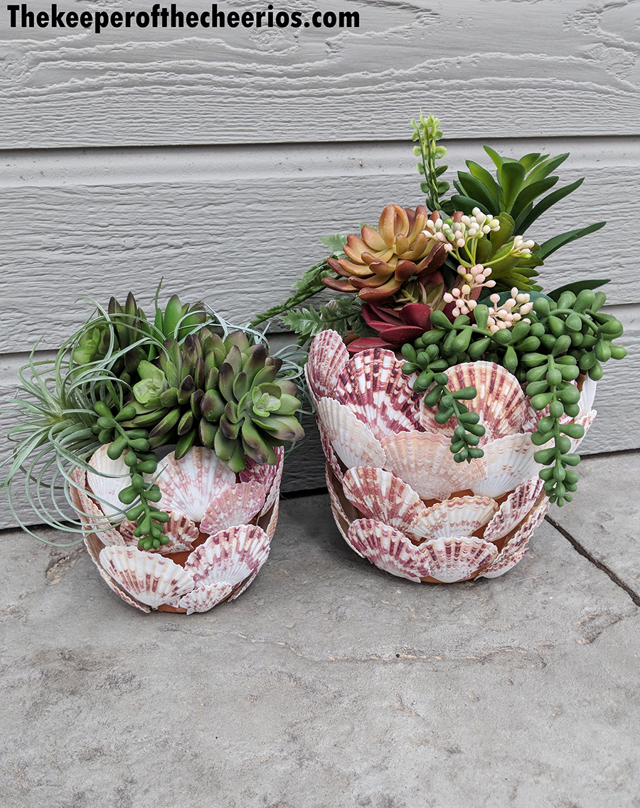 French Terracotta Shell Planter