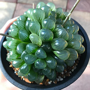 haworthia-truncata-smm