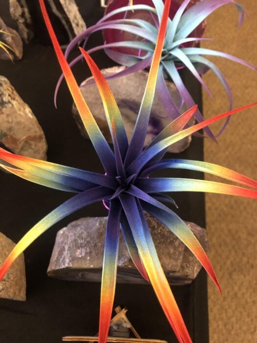 RAINBOW-AIR-PLANT-2