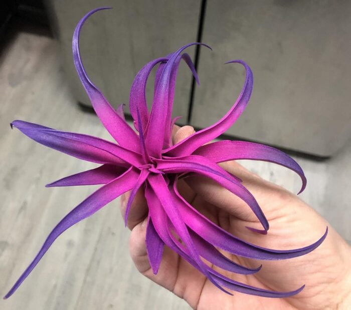 RAINBOW-AIR-PLANT-5