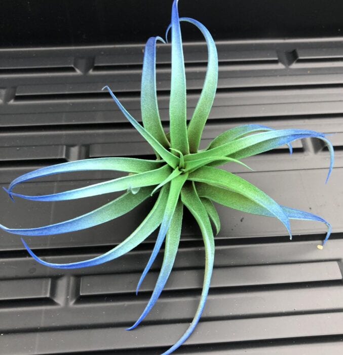 RAINBOW-AIR-PLANT-6