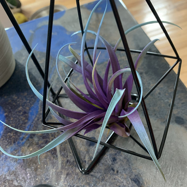 RAINBOW-AIR-PLANT-9