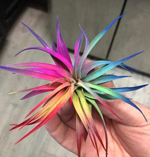 RAINBOW-AIR-PLANT-smm