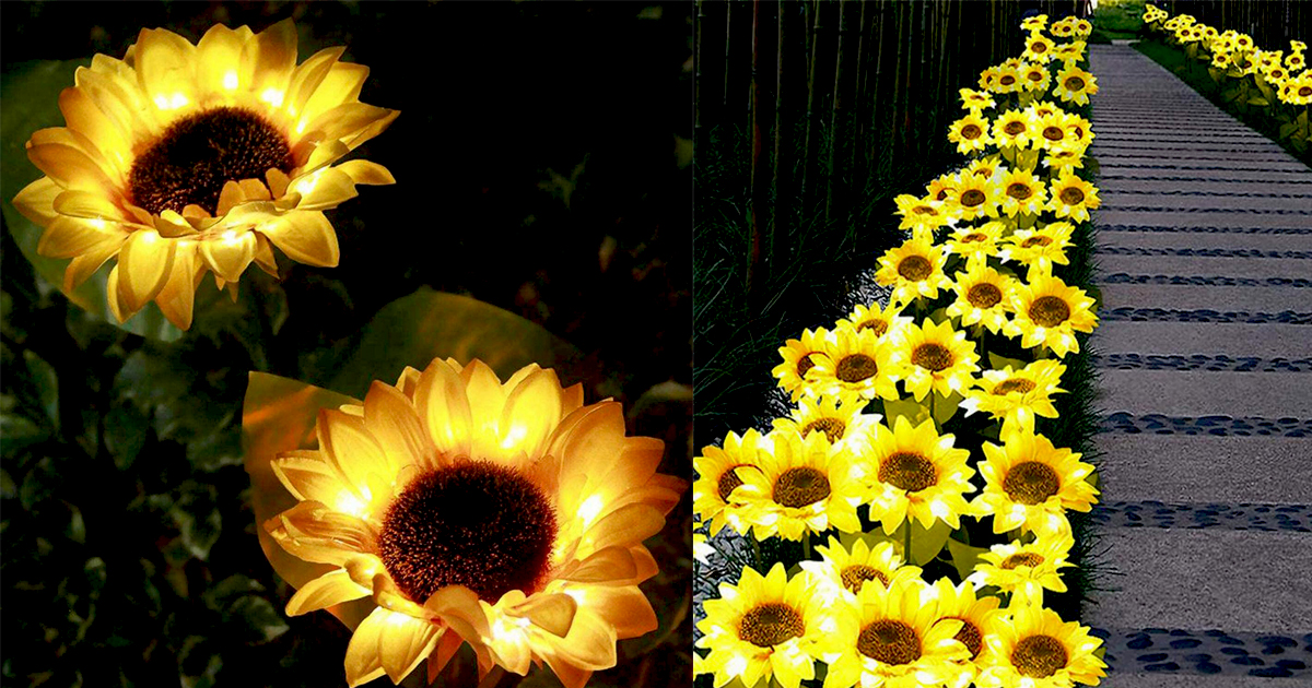 sunflower-lights-fbb